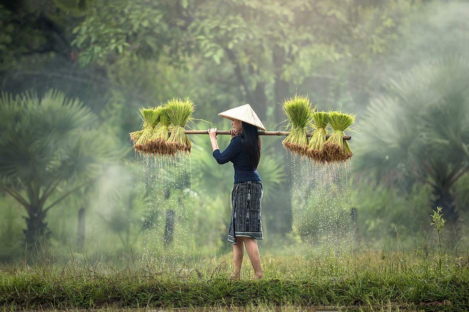 Rice-Plantation Burma Myanmar Harvesting