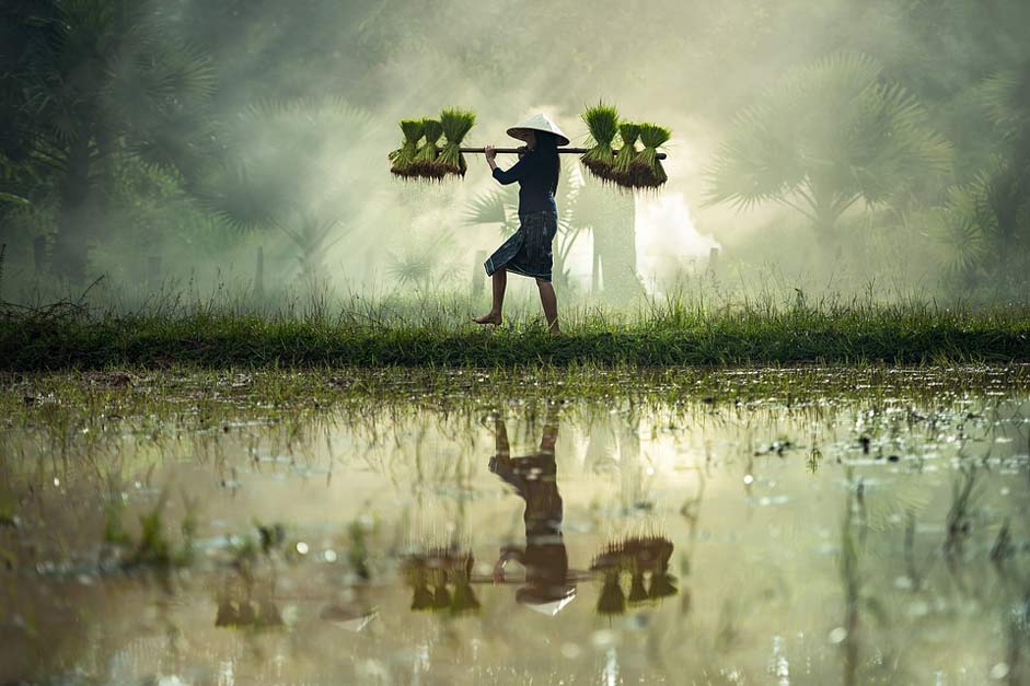 Rice-Crust Burma Myanmar Harvesting