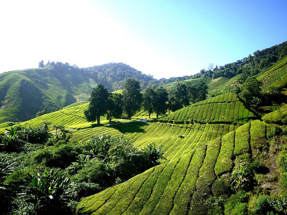 Cameron-Highlands Tea Tea-Farm Tea-Plantation