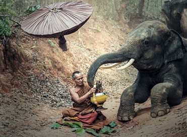 Elephant Buddhism Asia Animals Picture