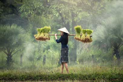 Harvesting Rice-Plantation Burma Myanmar Picture