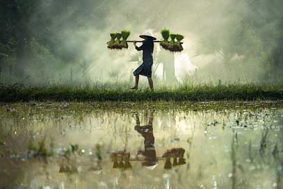 Harvesting Rice-Crust Burma Myanmar Picture