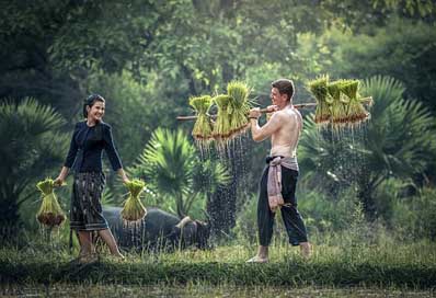 Harvesting Rice-Plantation Burma Myanmar Picture