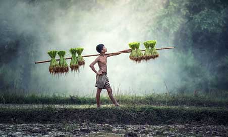 Agriculture Cultivating Cambodia Asia Picture