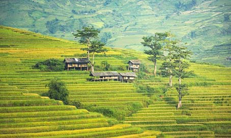 The-Village Vietnamese Canyons Agriculture Picture