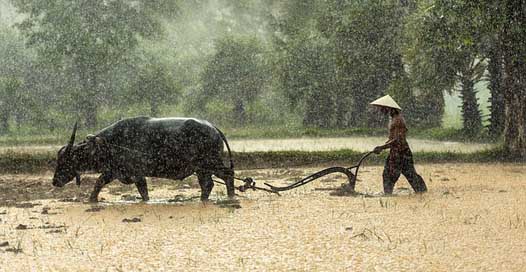 Buffalo Agriculture Cultivating Farmer Picture
