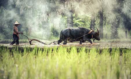Buffalo Agriculture Cultivating Farmer Picture