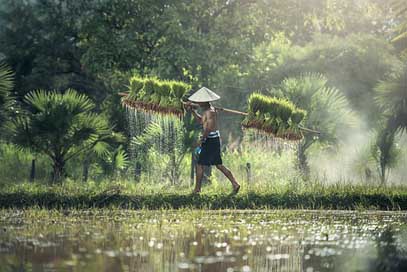 Agriculture Asia Harvesting Rice Picture