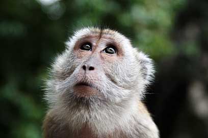 Monkey Face Malaysia Look Picture