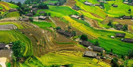Silk Mountain Rice Paddy-Field Picture