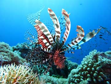 Lionfish Sea Underwater Scuba-Diving Picture