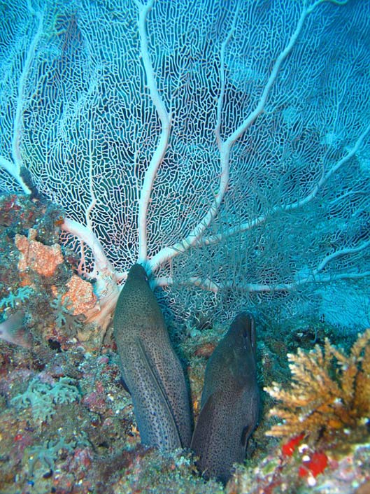 Maldives Sea Moray-Eels Coral