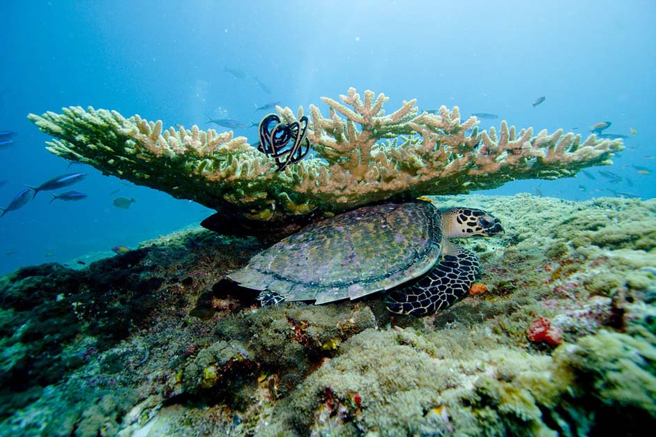 Underwater Ocean Sea Coral