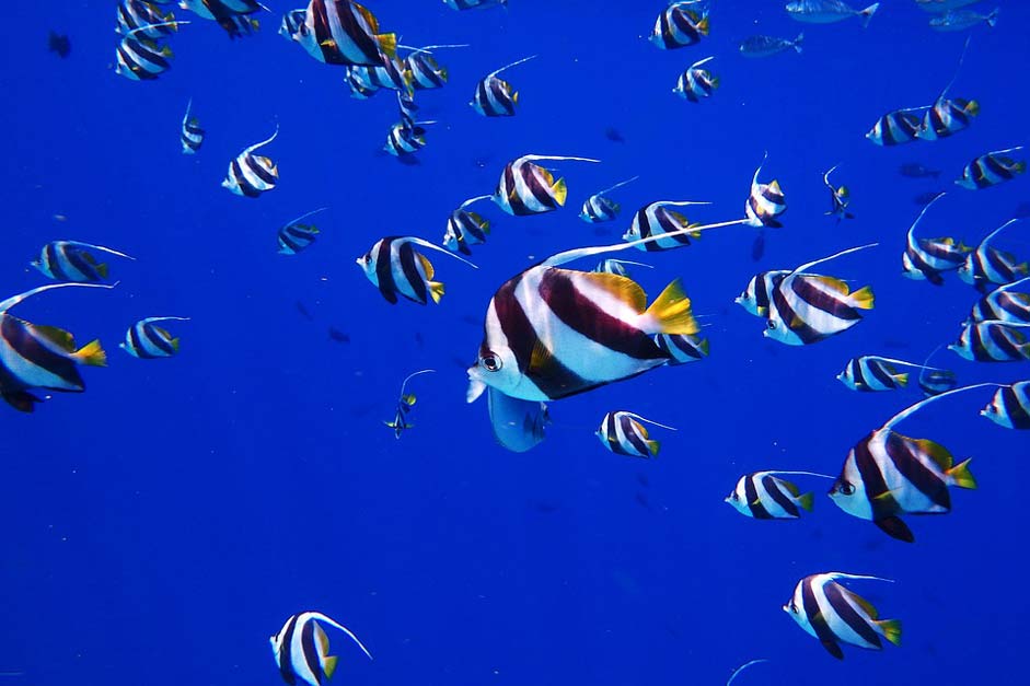Dive Water Sea Fish