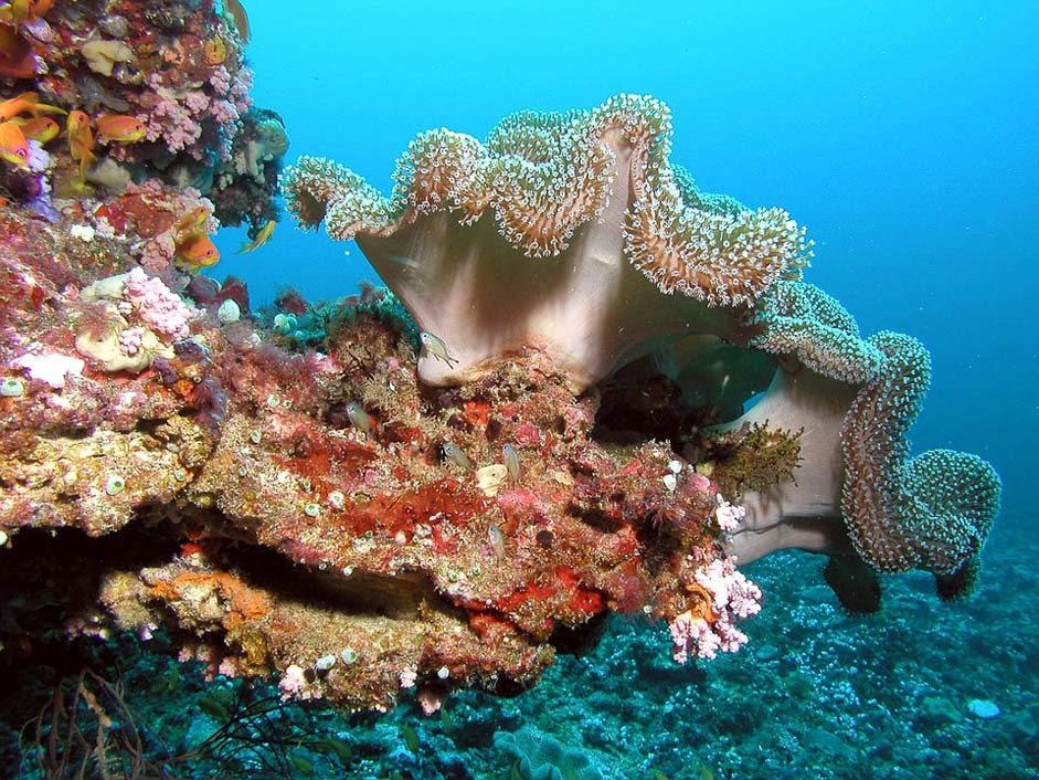 Underwater Color Trip Maldives