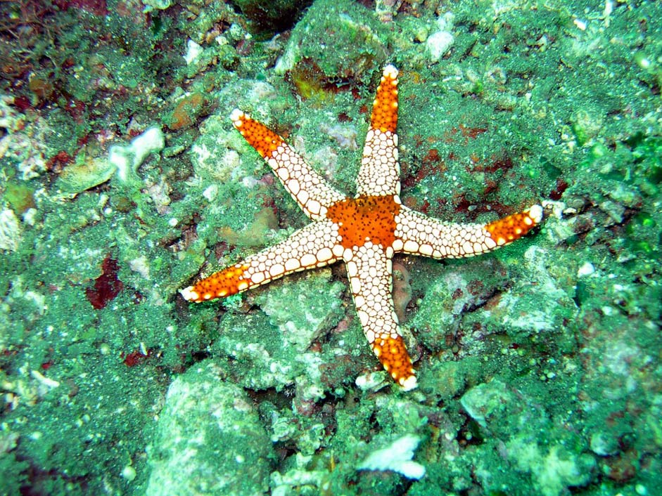 Underwater Starfish Sea Ocean