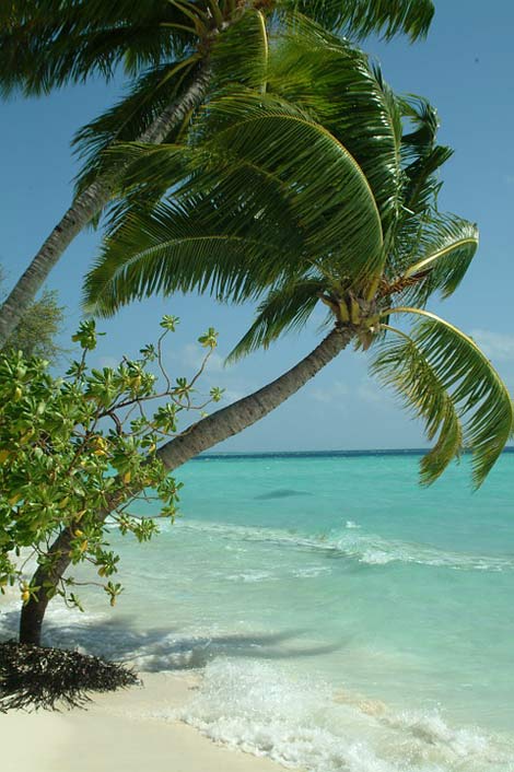  Beach Maldives Palma