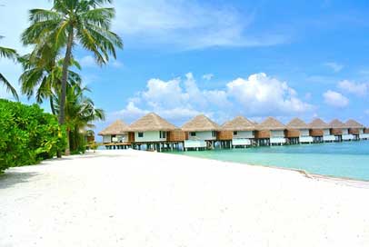 Maldives White-Sand Coconut Beach Picture