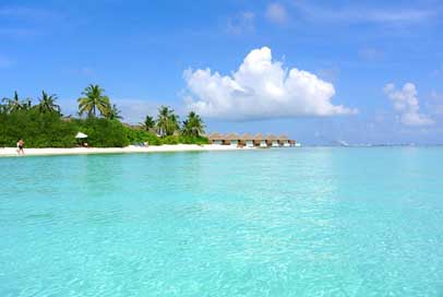 Maldives Resort Sea Coconut-Tree Picture