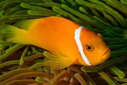 Fish Underwater Maldives Ocean Picture