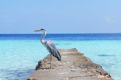 Heron Bird Nature Sea Picture