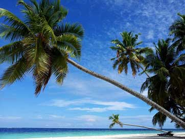 Maldives Paradise Beach Palm Picture