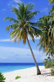 Atoll Holiday Palm-Tree Beach Picture