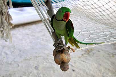 Hammock Holiday Parrot Sand Picture