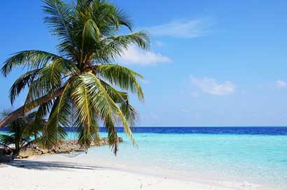 Maldives Palm Blue Sea Picture