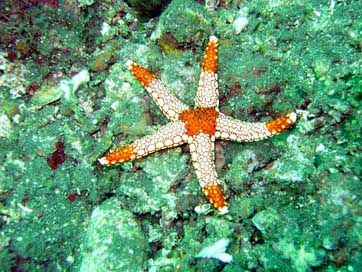 Ocean Underwater Starfish Sea Picture