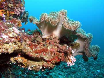 Maldives Underwater Color Trip Picture