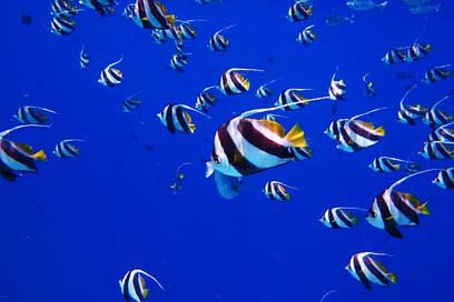 Fish Dive Water Sea Picture