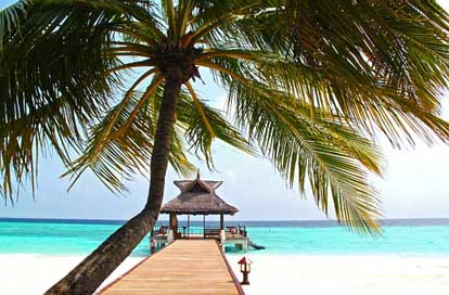Beach Sea White-Sand Coconut-Tree Picture