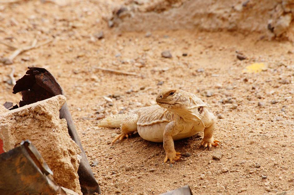 Camouflage Monitor-Lizard Lizard Animal