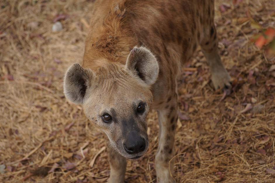 Eyes Canine Look Hyena