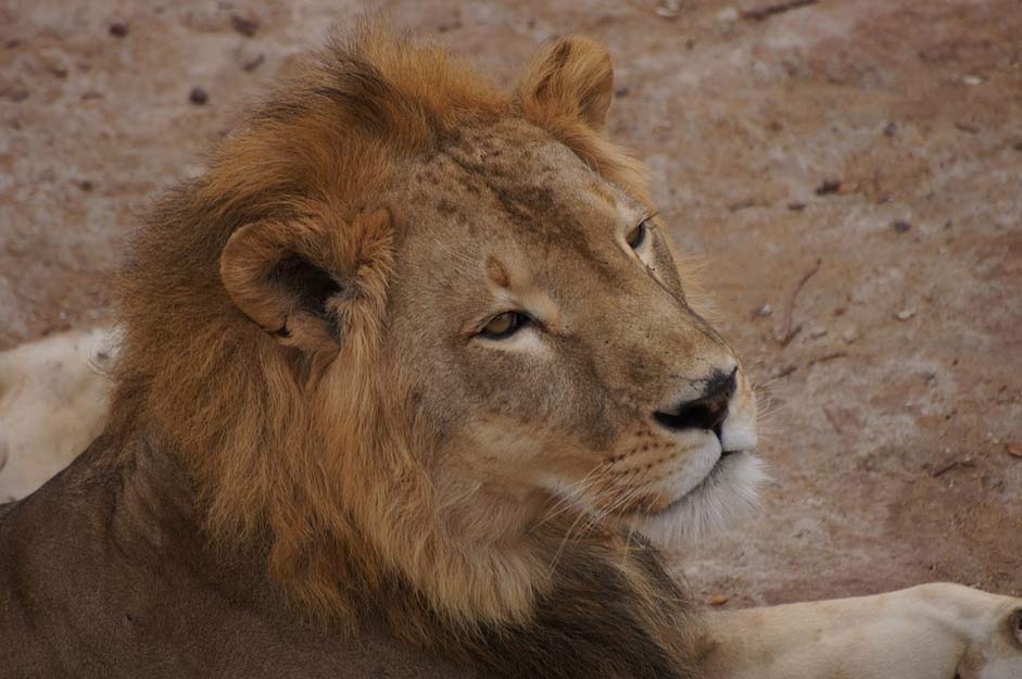 Mali Africa Nap Lion