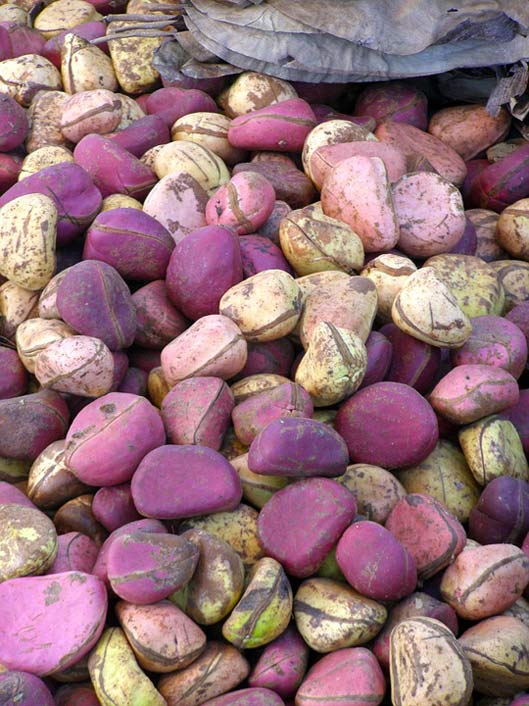 Travel Kola Nuts Mali