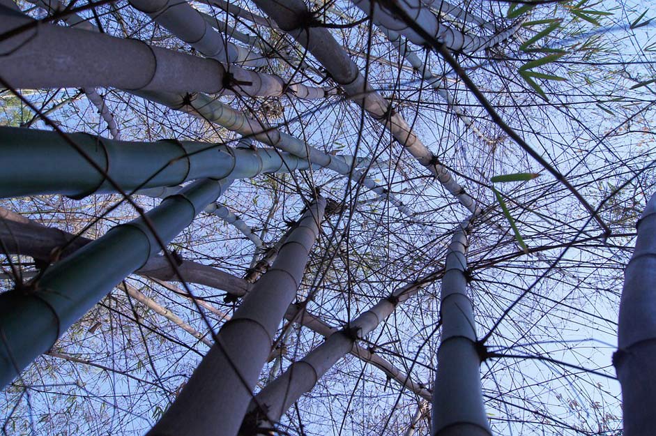 Bamako Mali Bamboo Nature