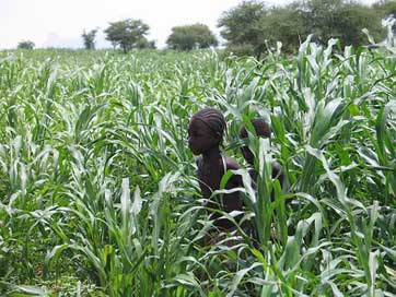 Africa  Mali African-Landscape Picture