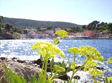 Flower By-The-Sea Beach Sea Picture