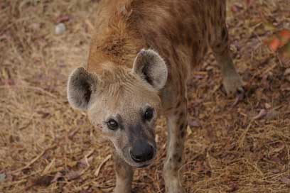Hyena Eyes Canine Look Picture