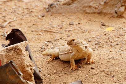 Animal Camouflage Monitor-Lizard Lizard Picture