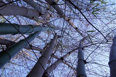 Nature Bamako Mali Bamboo Picture