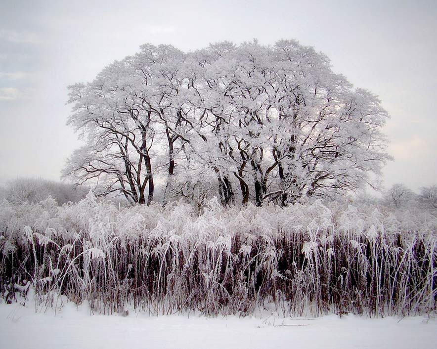 Winter Mal-Rohozec Acacias Trees