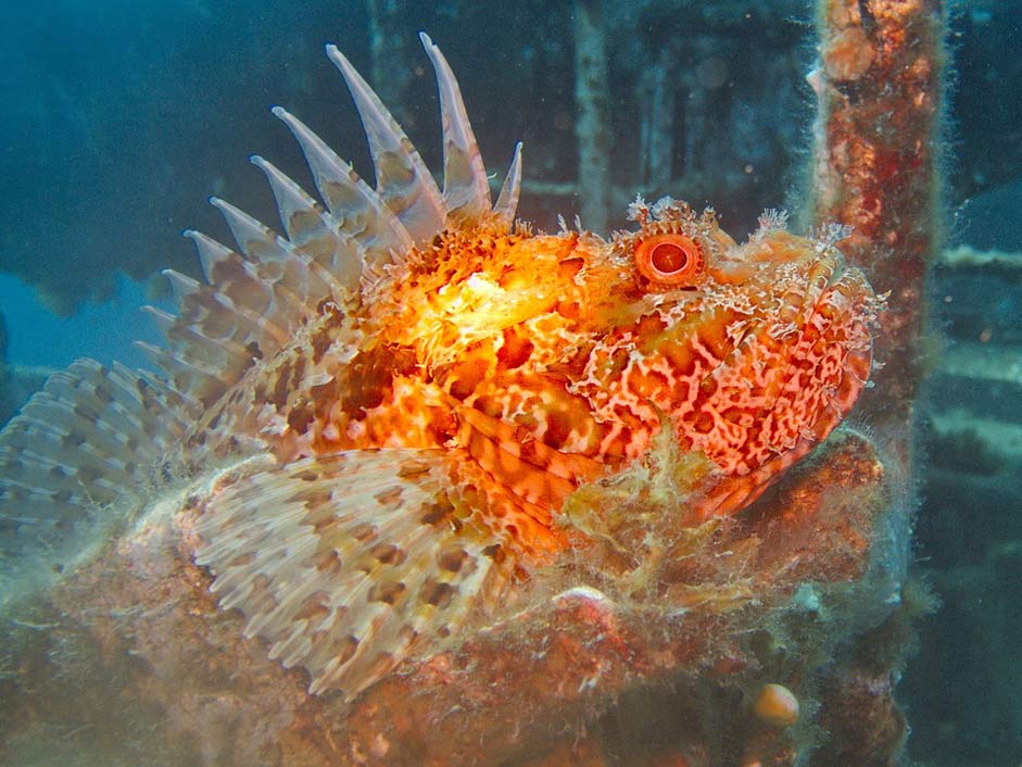 Underwater Diving Skorpienfish Dragon'S-Head