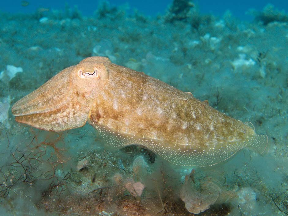 Diving Malta Mediterranean Kalmar