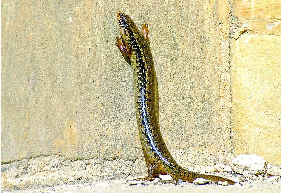 Reptile Lizard Skink Ocellated-Skink