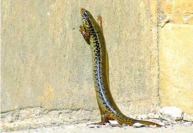 Ocellated-Skink Reptile Lizard Skink Picture
