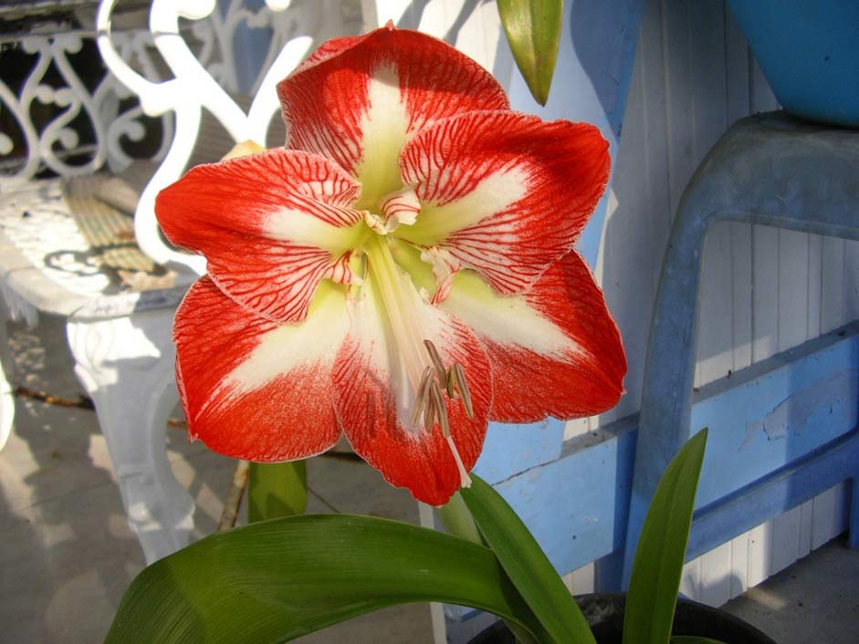 Red Martinique Flower Amaryllis