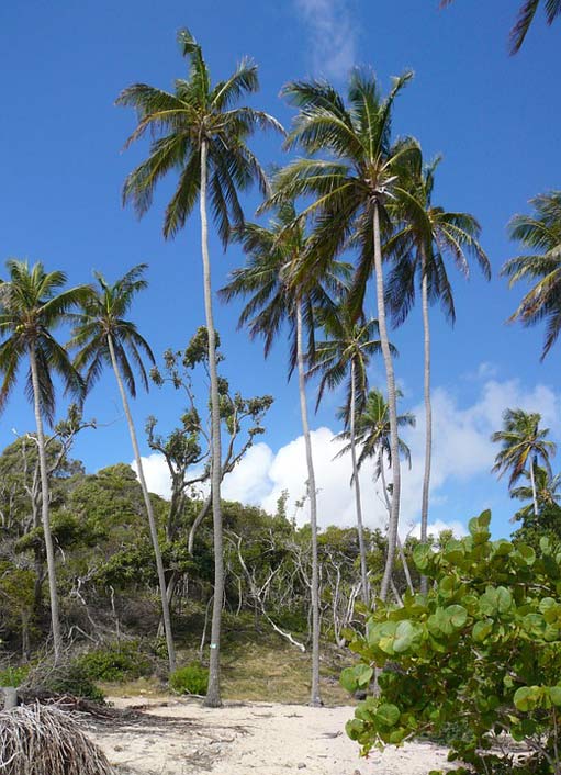 Coconut-Trees Nature Martinique Caribbean